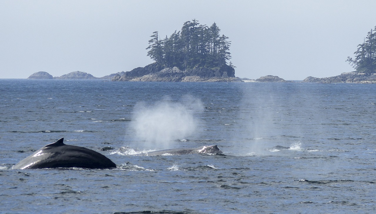 humpback whale blowing spraying free photo