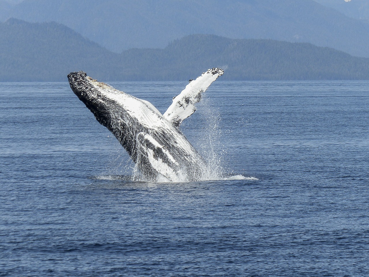 humpback whale natural spectacle nature free photo
