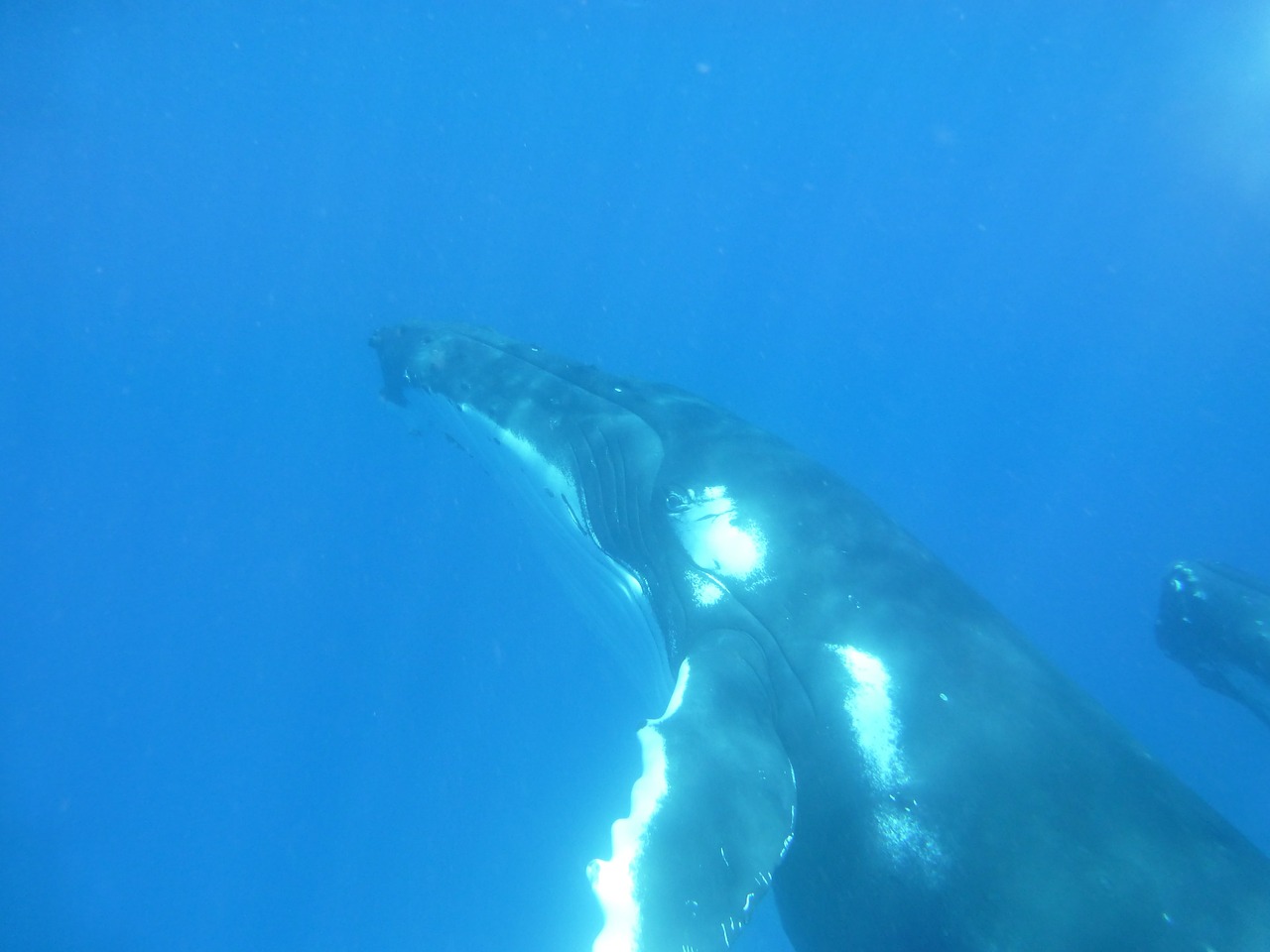 humpback whale whale cetaceans free photo
