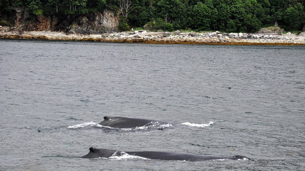humpback whales mother and calf humpback free photo