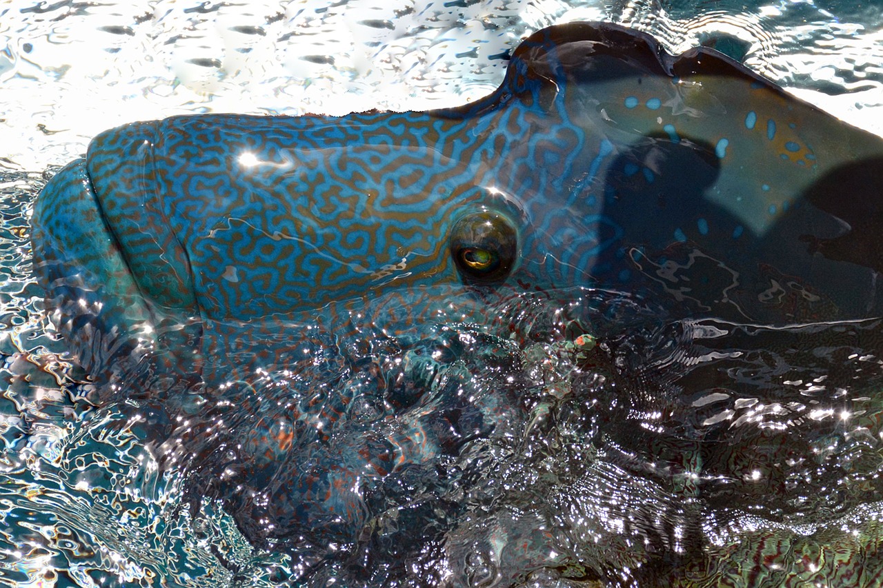 humphead wrasse fish animal free photo