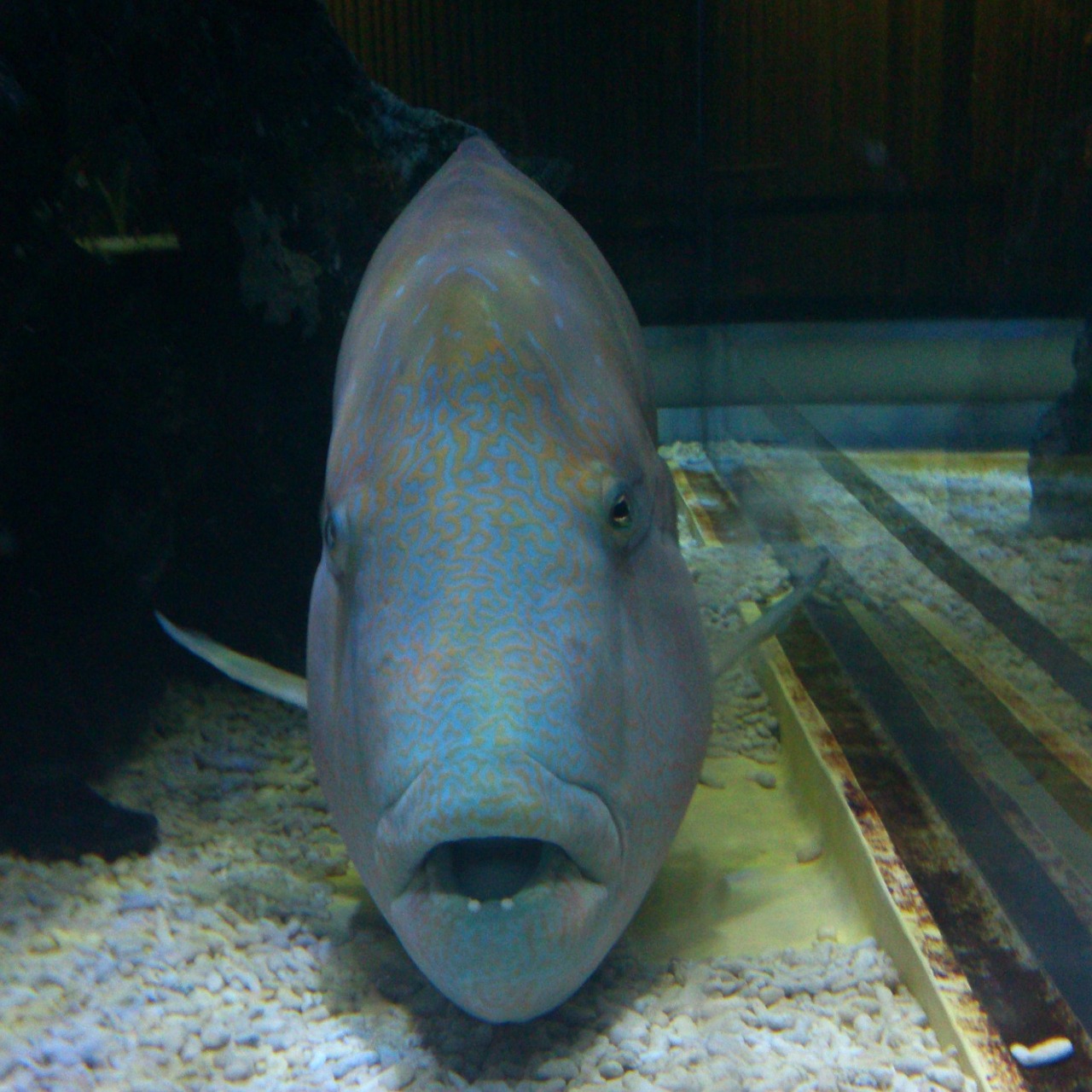 humphead wrasse napoleonfish fish free photo