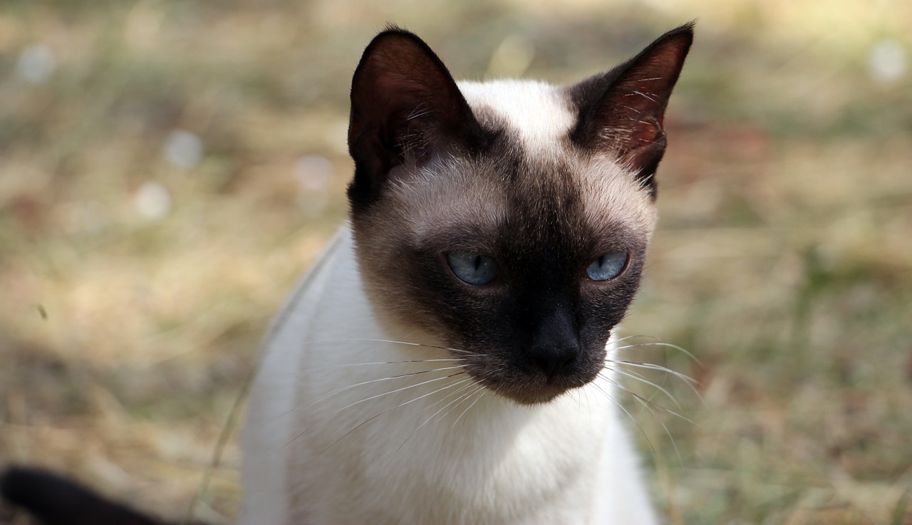 humpy cat blue eyes free photo