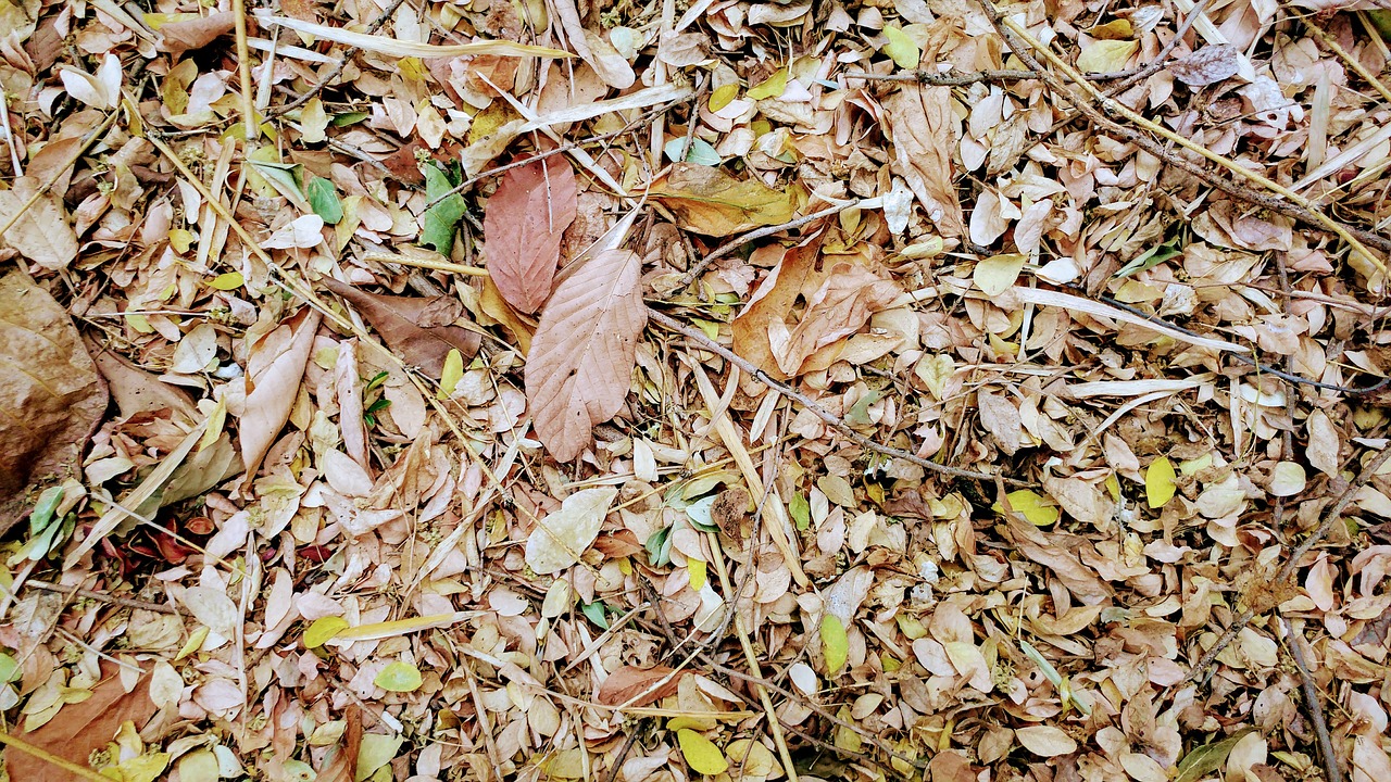 humus dried leaves fall free photo