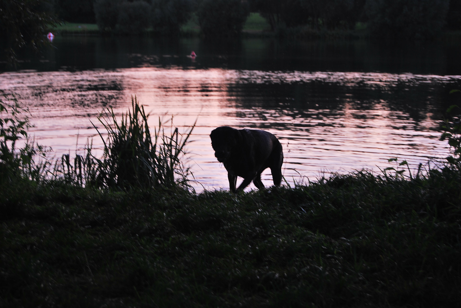 lake sun evening free photo