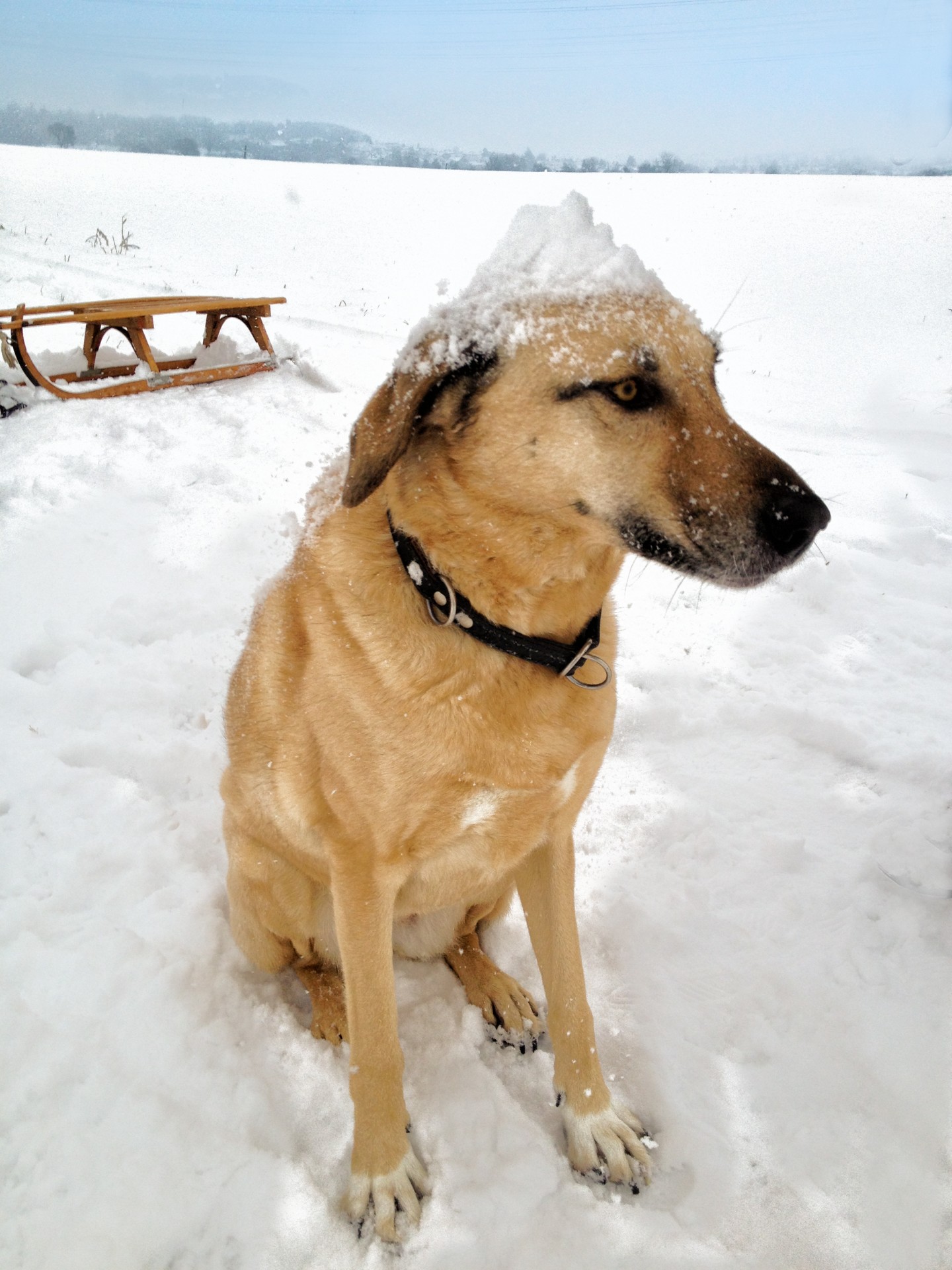 dog snow winter free photo