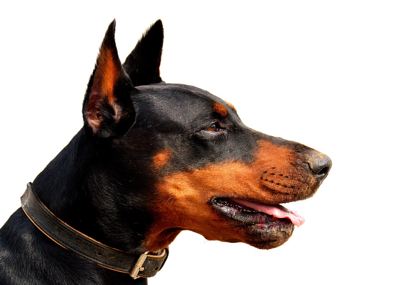 hundeportrait doberman dog free photo