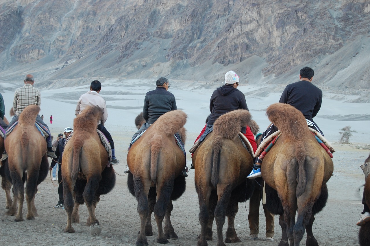 hunder  ladakh  nubra free photo
