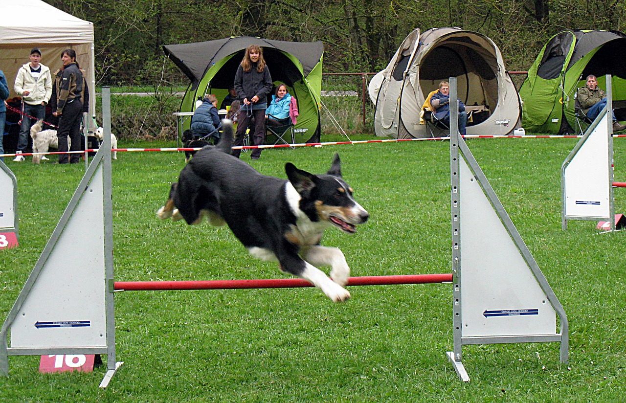 hundesport dogs active free photo