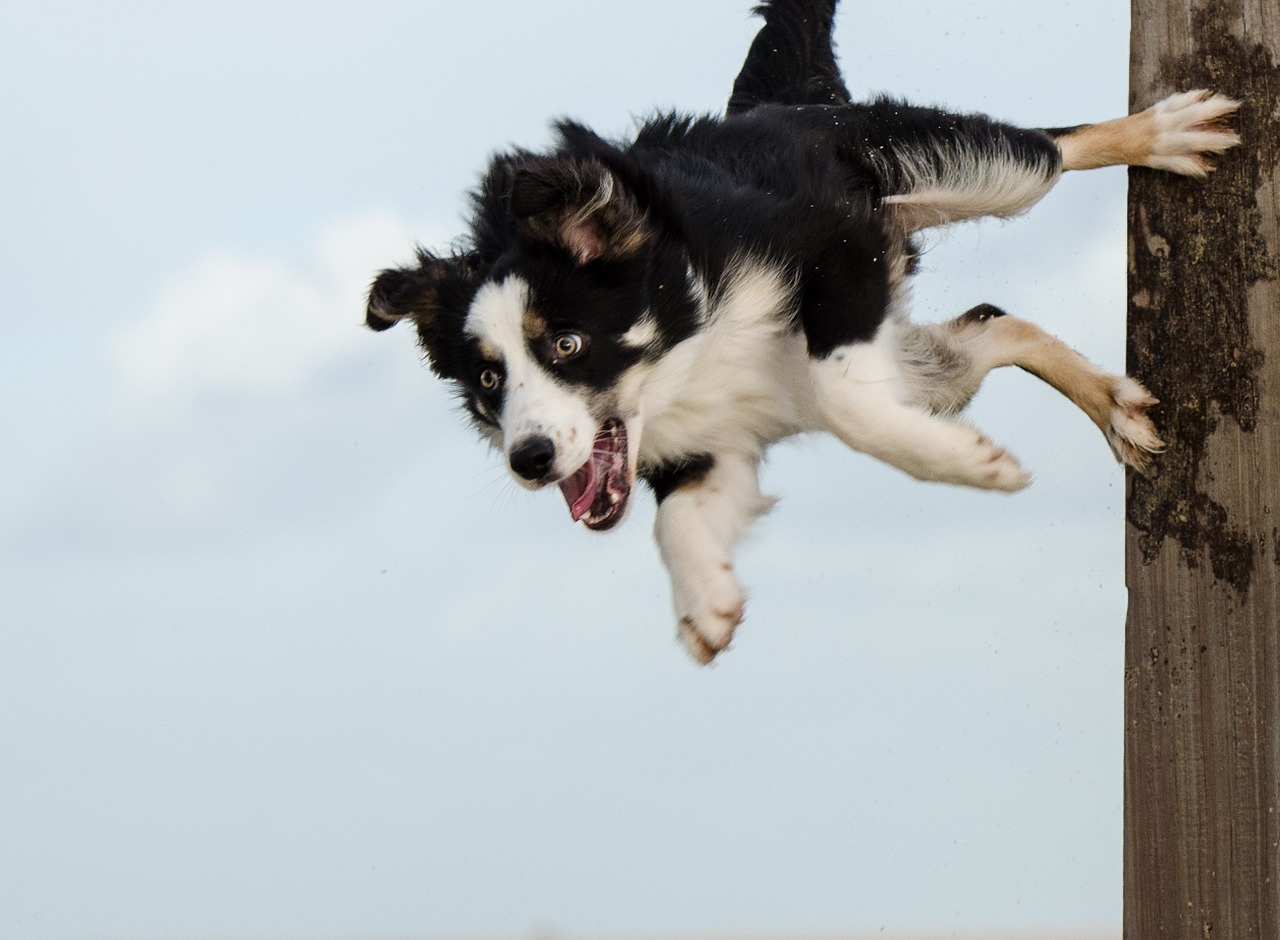 hundesport border collie dog trick free photo