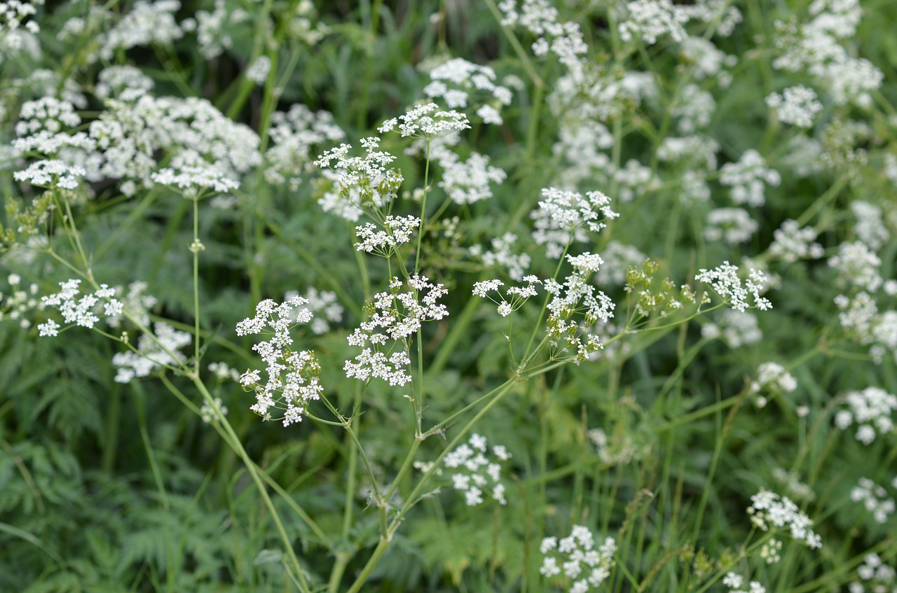 hundkex flower green free photo