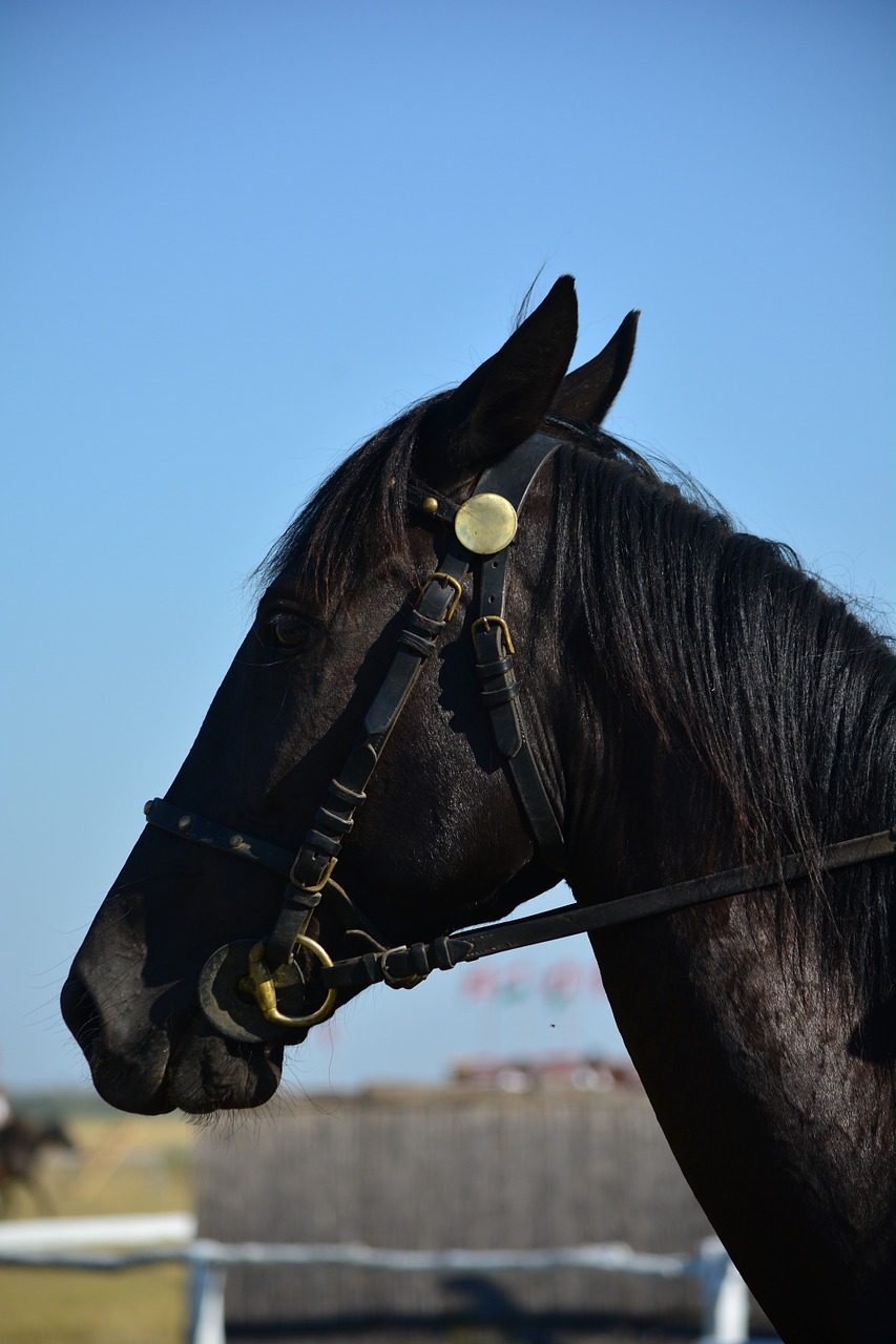 hungarian horse horse head free photo