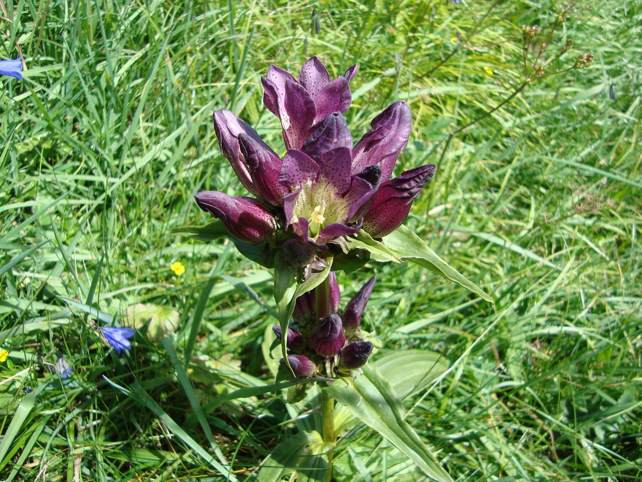 hungarian gentian gentiana pannonica blossom free photo