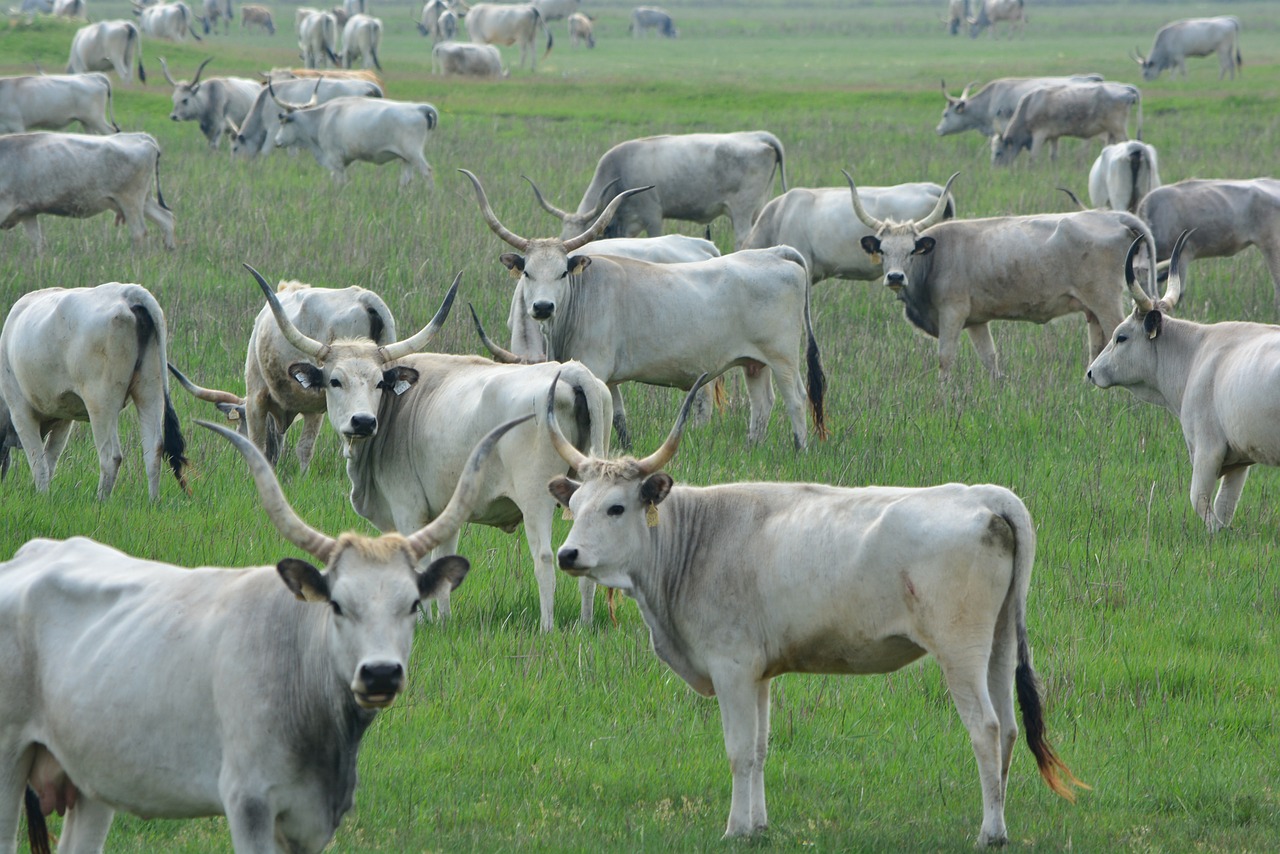 hungarian grey cattle robert gulya cumania free photo