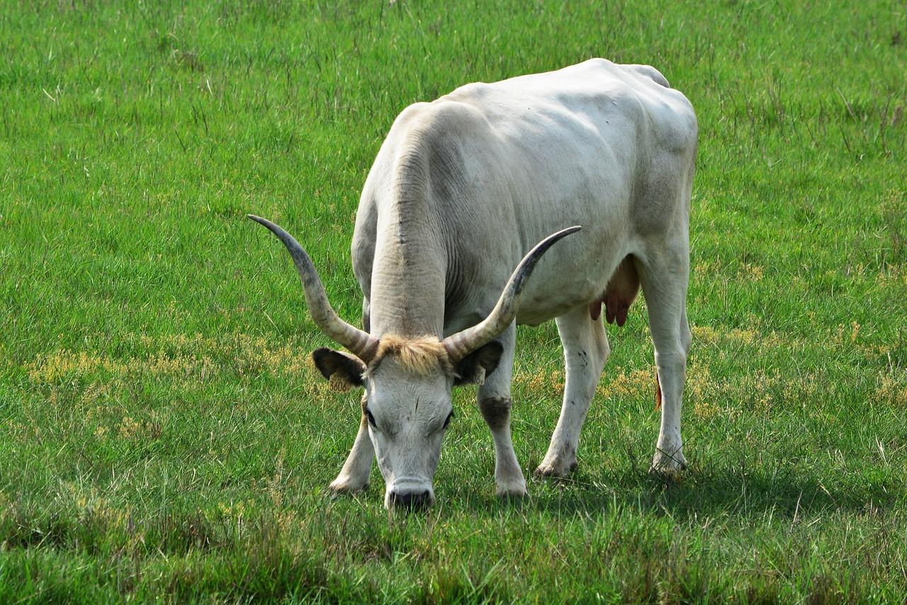 hungarian grey cattle robert gulya cumania free photo