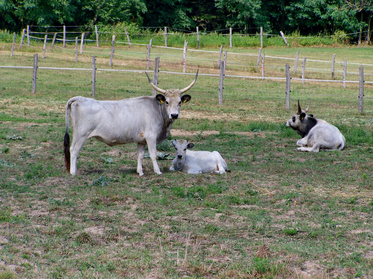 hungarian grey cattle  farm animals  ancient breed free photo