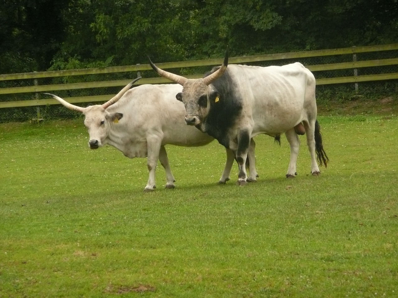 hungarian grey cattle horns sanfrancisco free photo