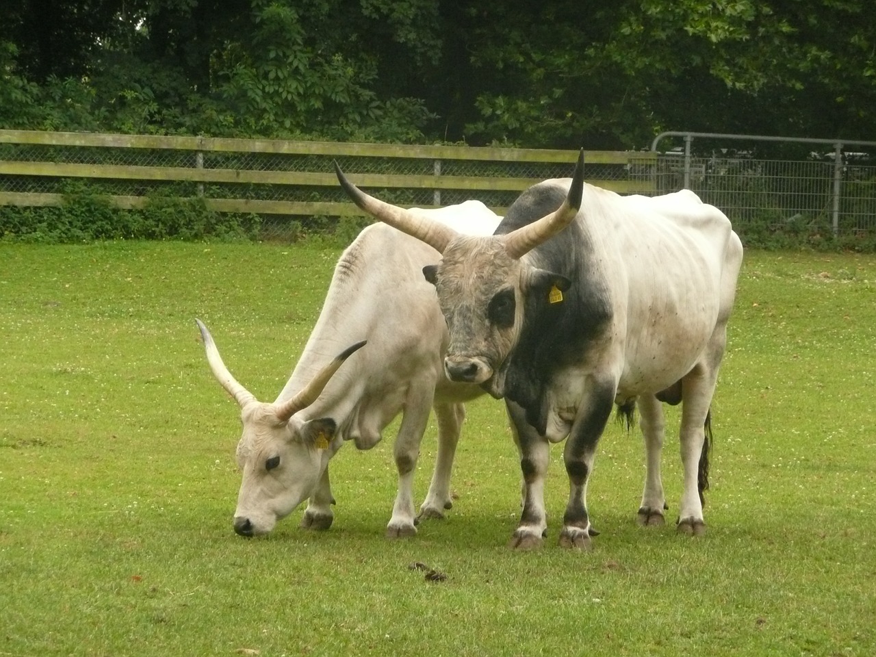 hungarian grey cattle horns sanfrancisco free photo