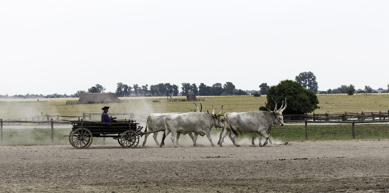 hungarian ox cart 4 in hand yoked and harnessed free photo