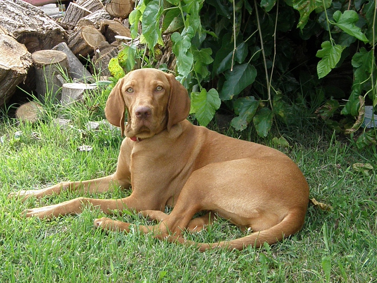 hungarian vizsla hungarian hound beagle free photo