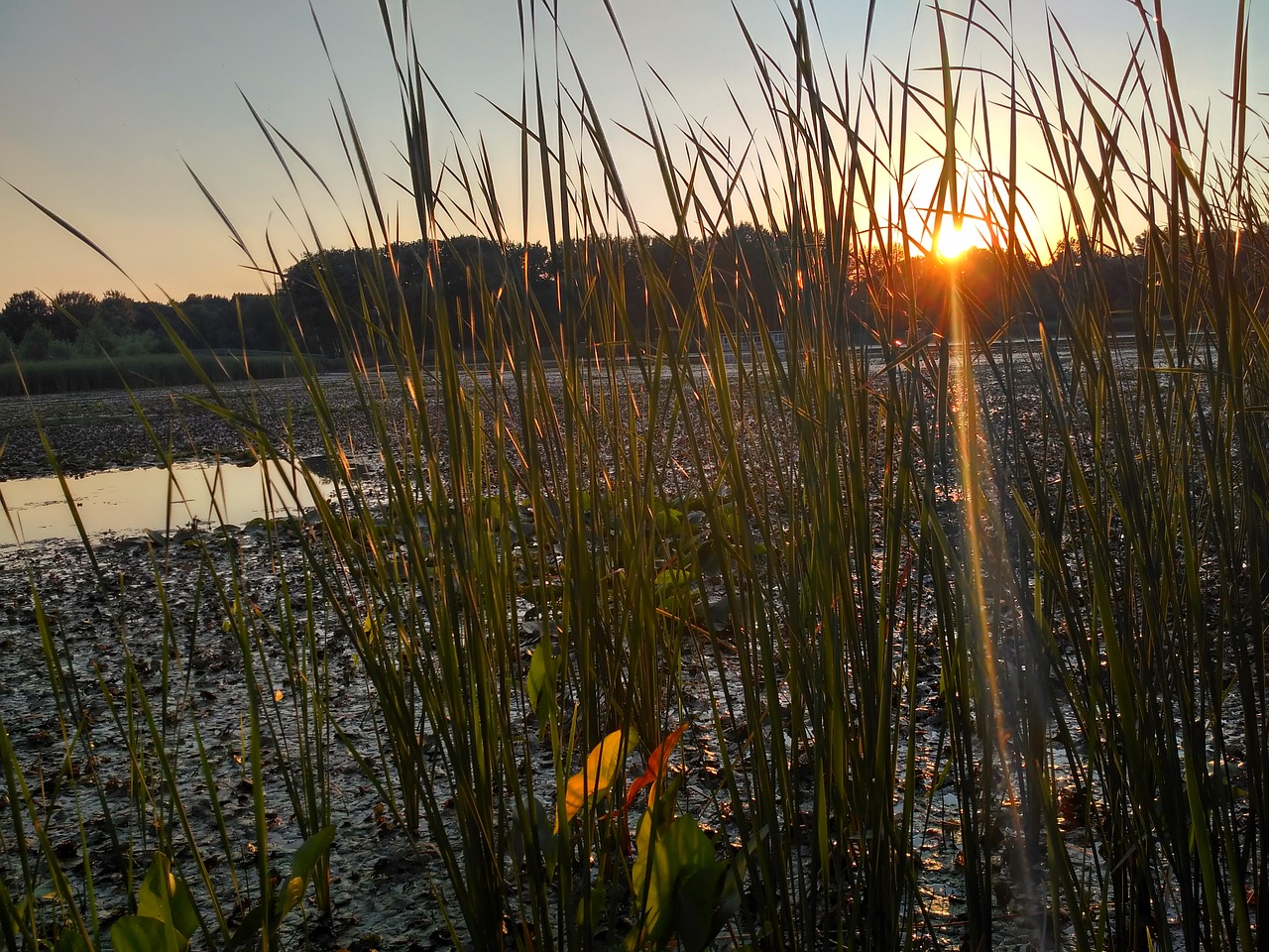 hungary  lake tisza  swamp free photo