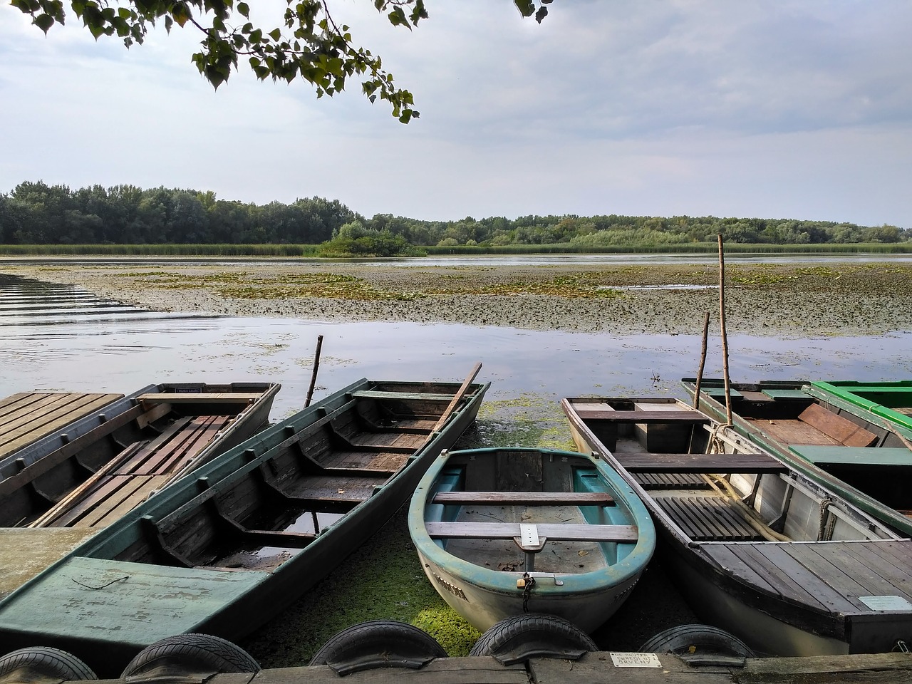 hungary  lake tisza  swamp free photo