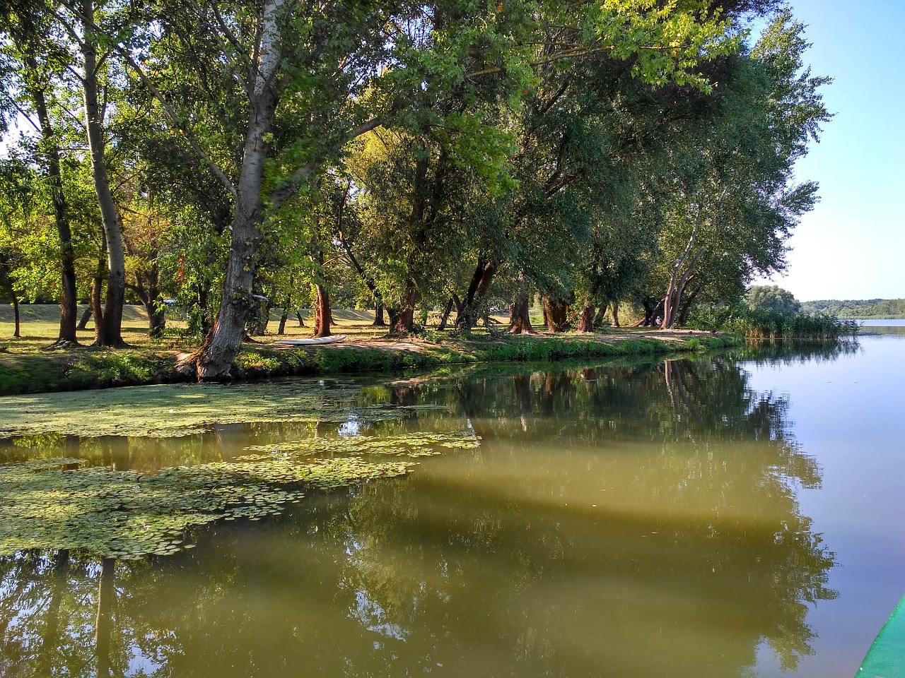 hungary  lake tisza  swamp free photo