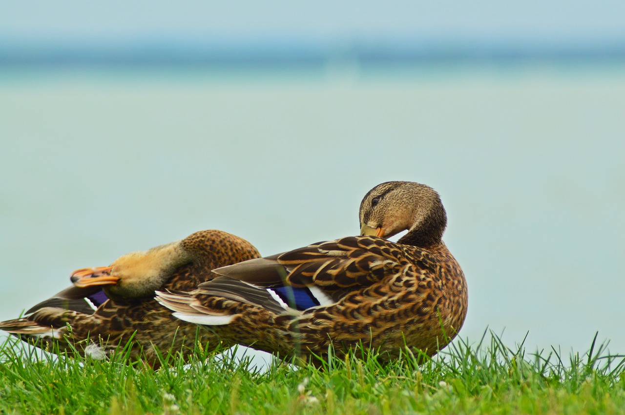 hungary  lake balaton  lake free photo