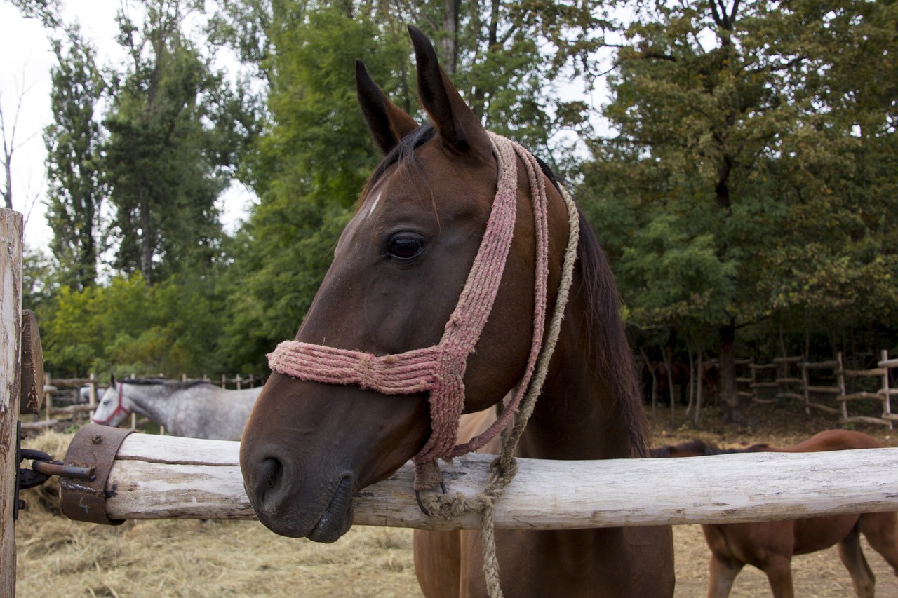 hungary  horse  head free photo