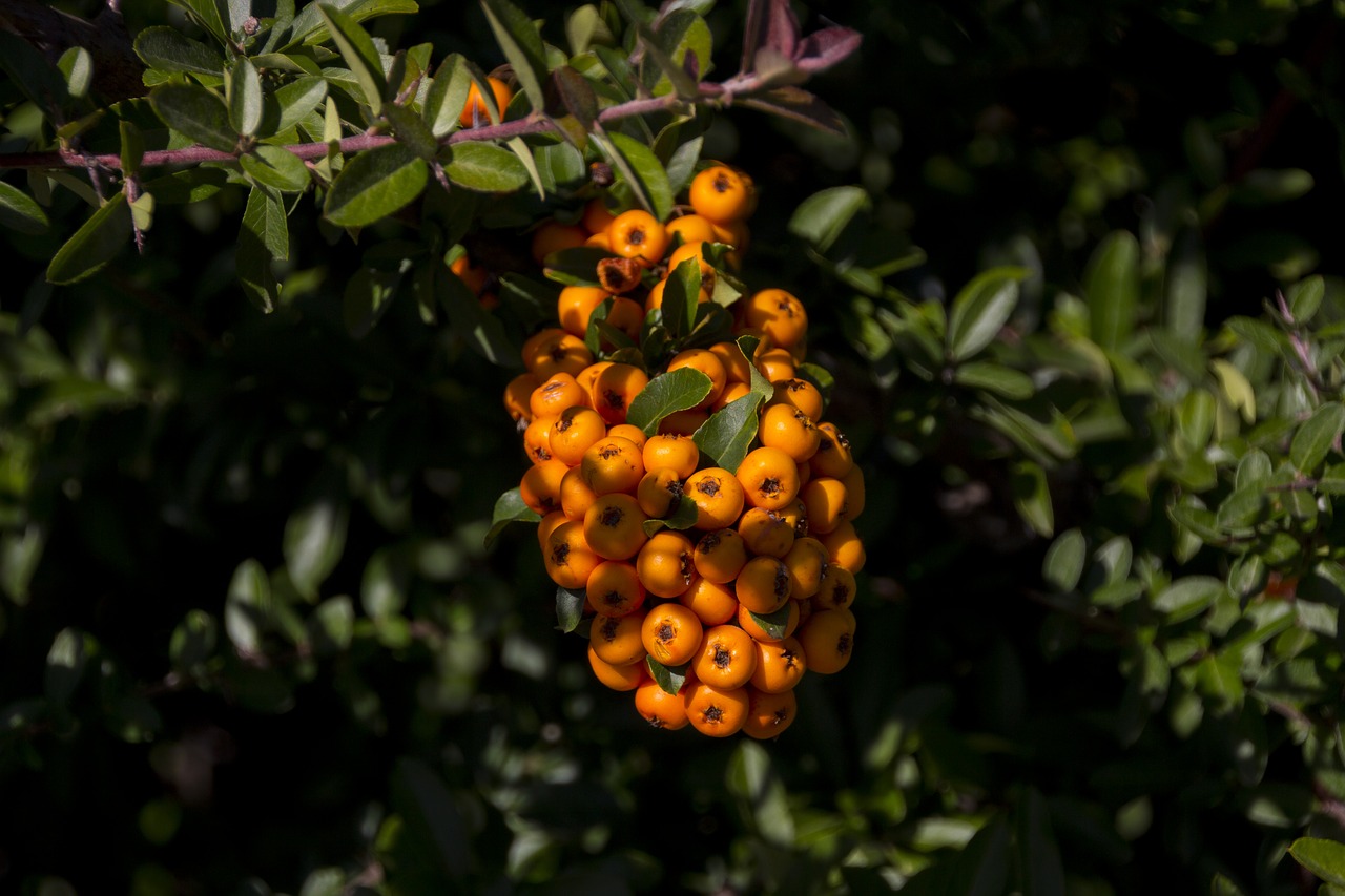 hungary  plant  nature free photo