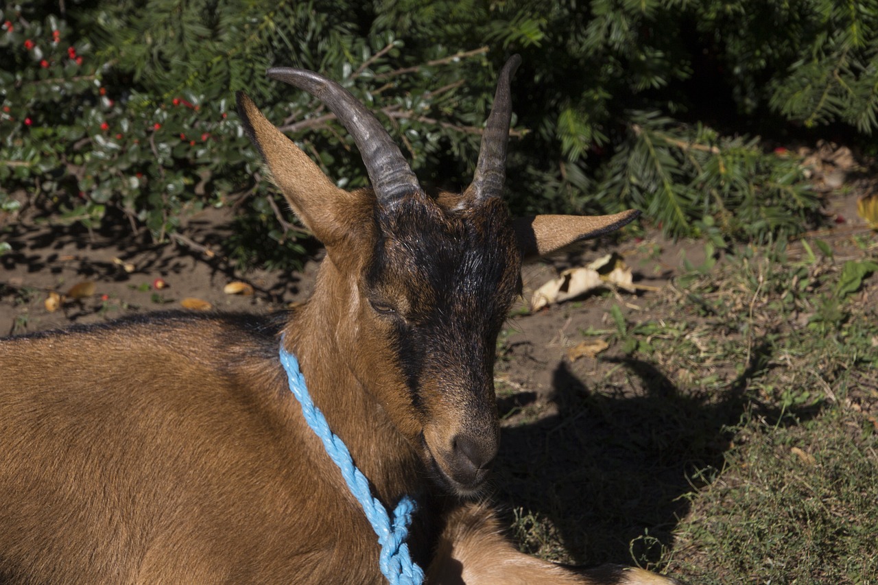 hungary  animal  goat free photo