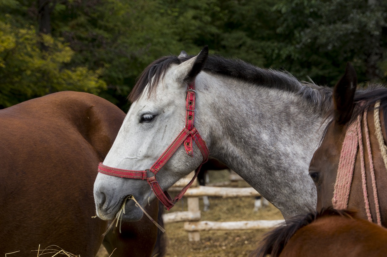 hungary  horse  farm free photo