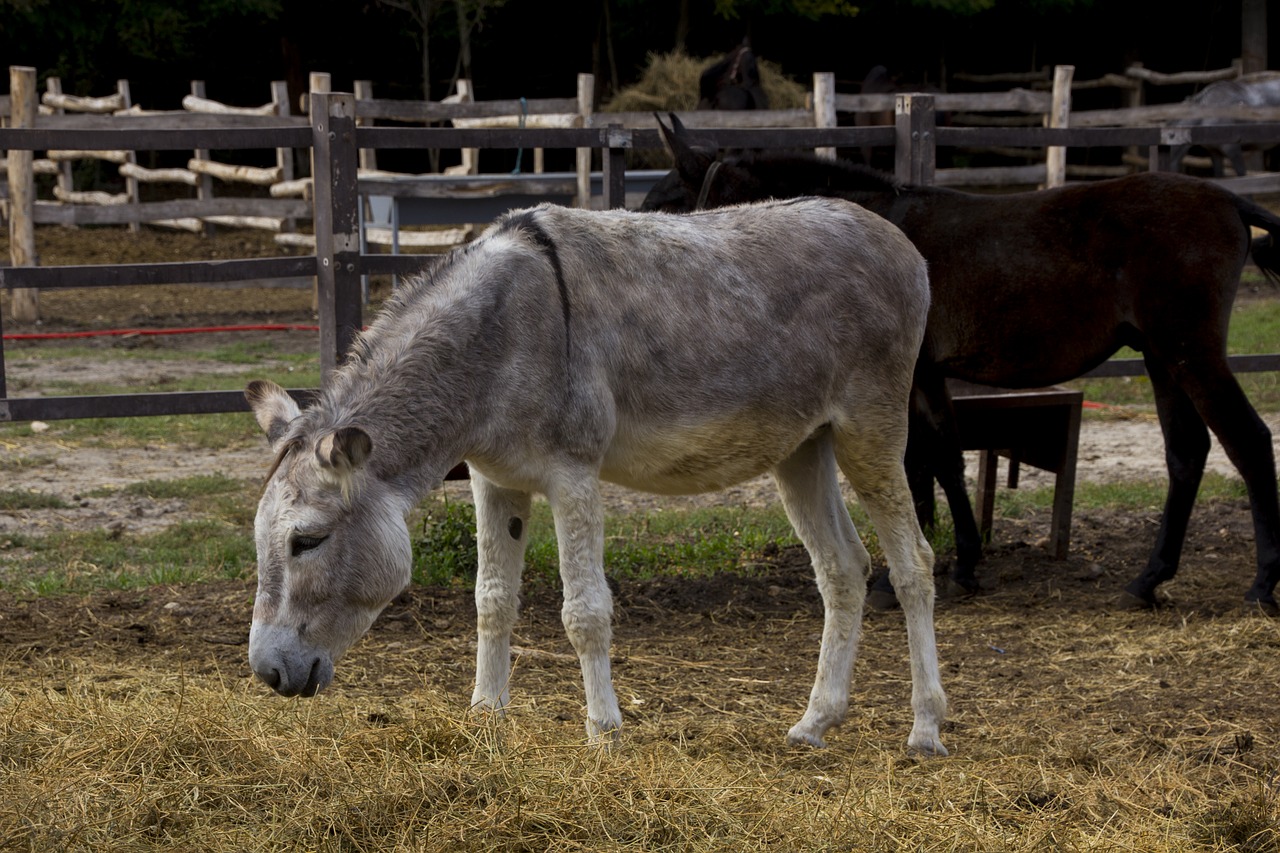 hungary  donkey  tourism free photo