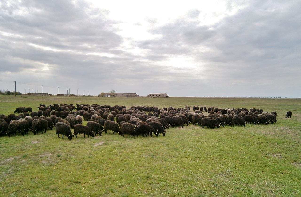 hungary puszta sheep free photo