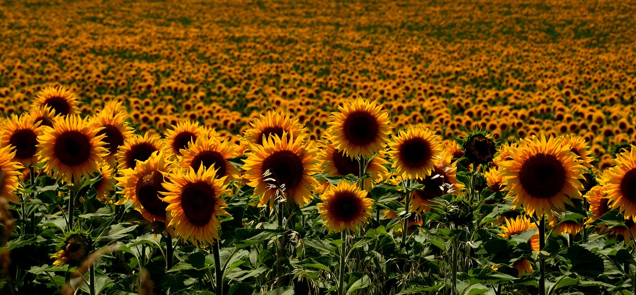 hungary sunflowers summer free photo