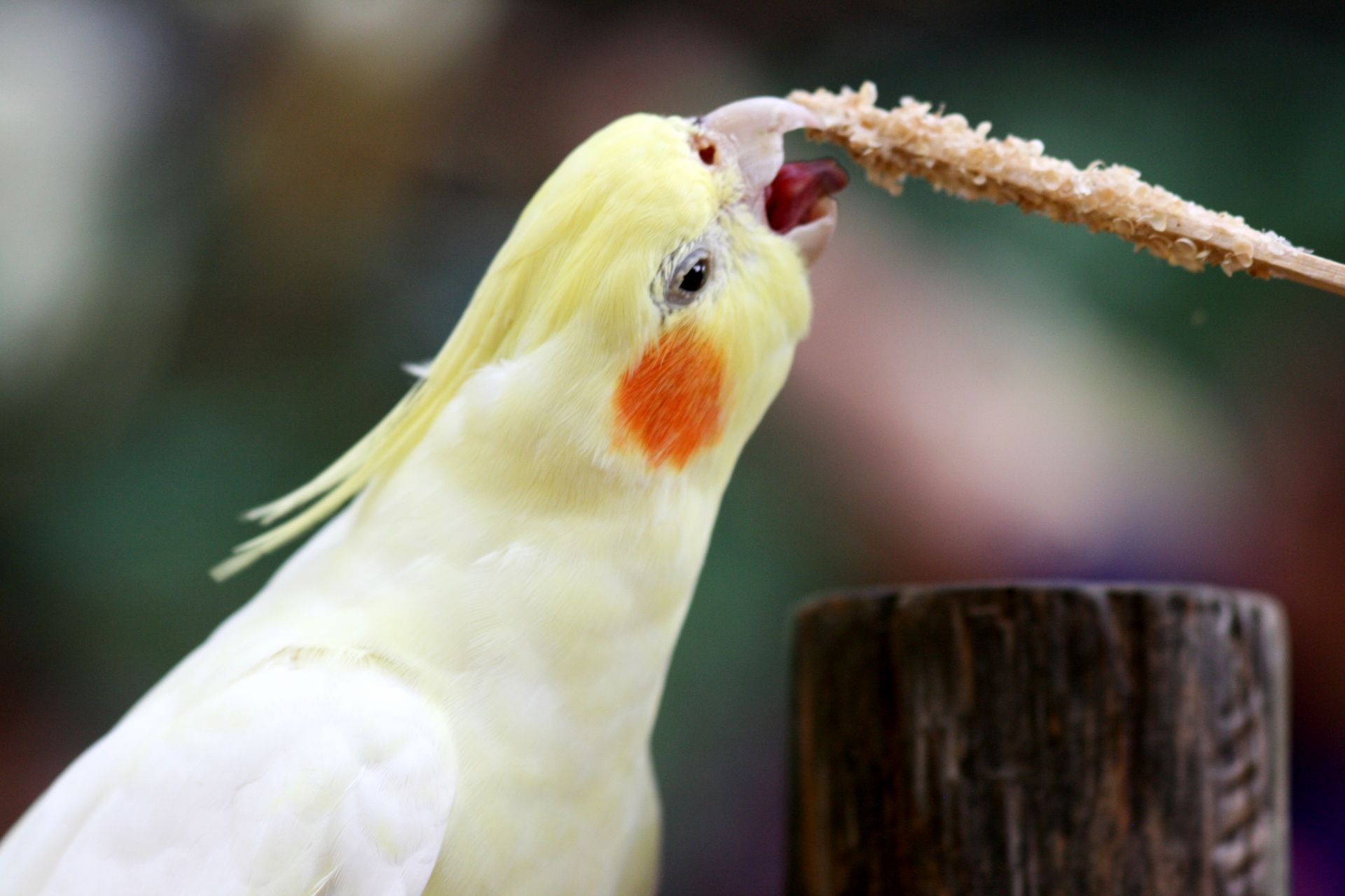 parakeet feeding birds pets free photo