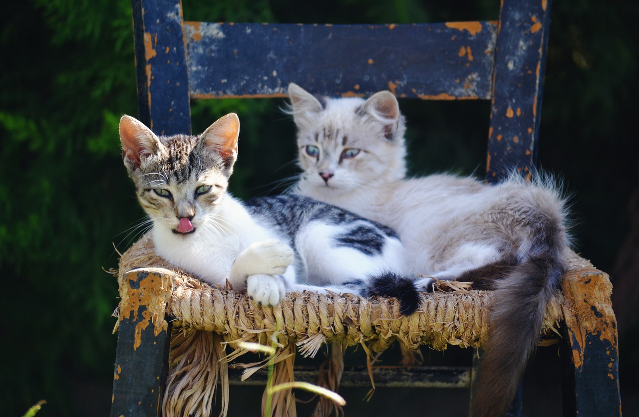 hungry cat pet portrait kittens free photo