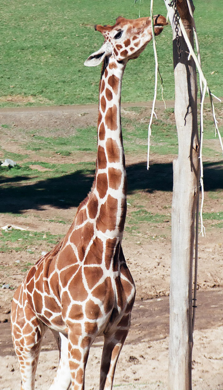 animal giraffe zoo free photo