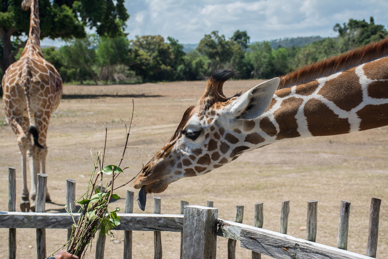 hungry giraffe  safari  feeding time free photo