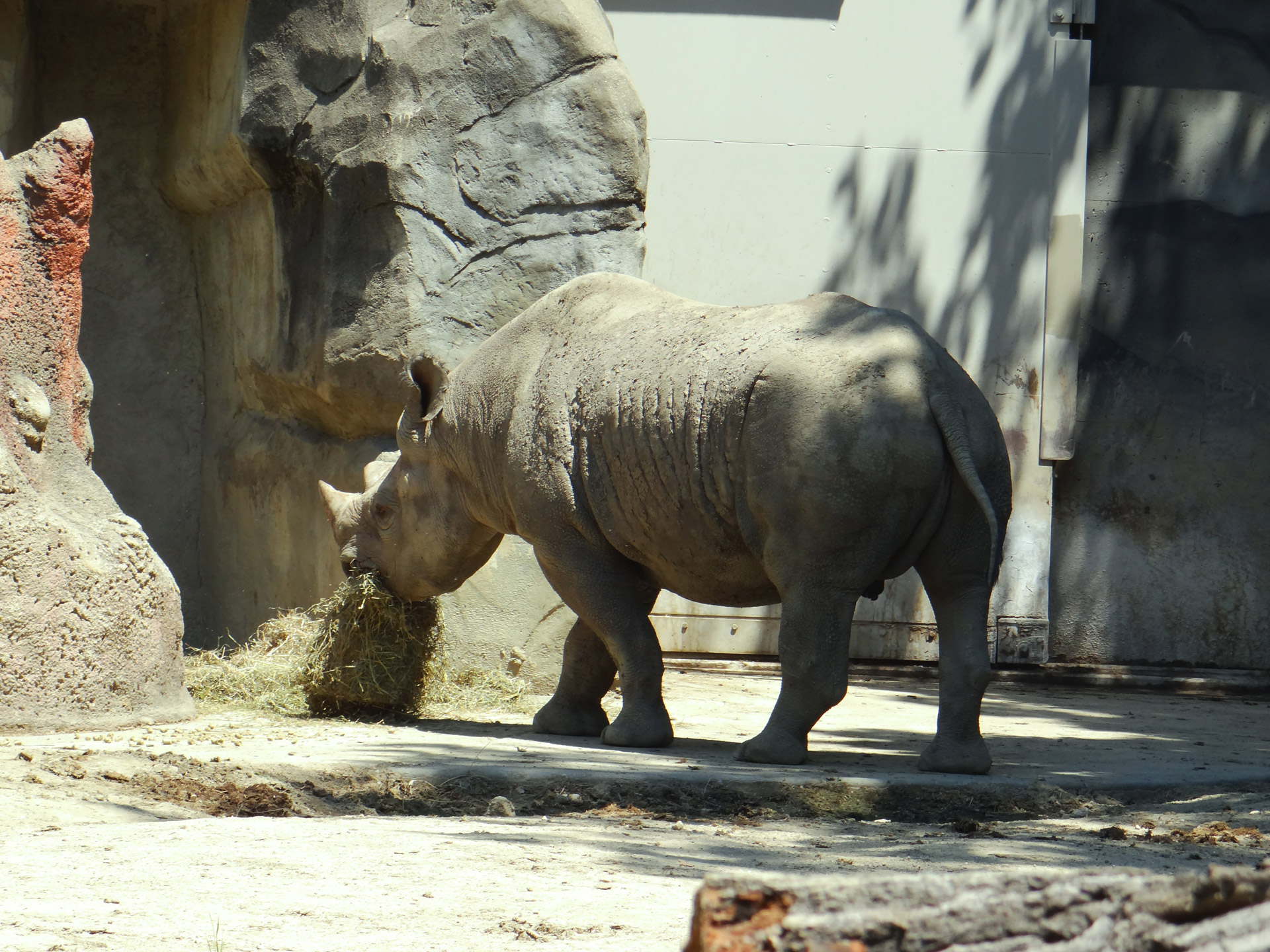 rhino eating zoo free photo