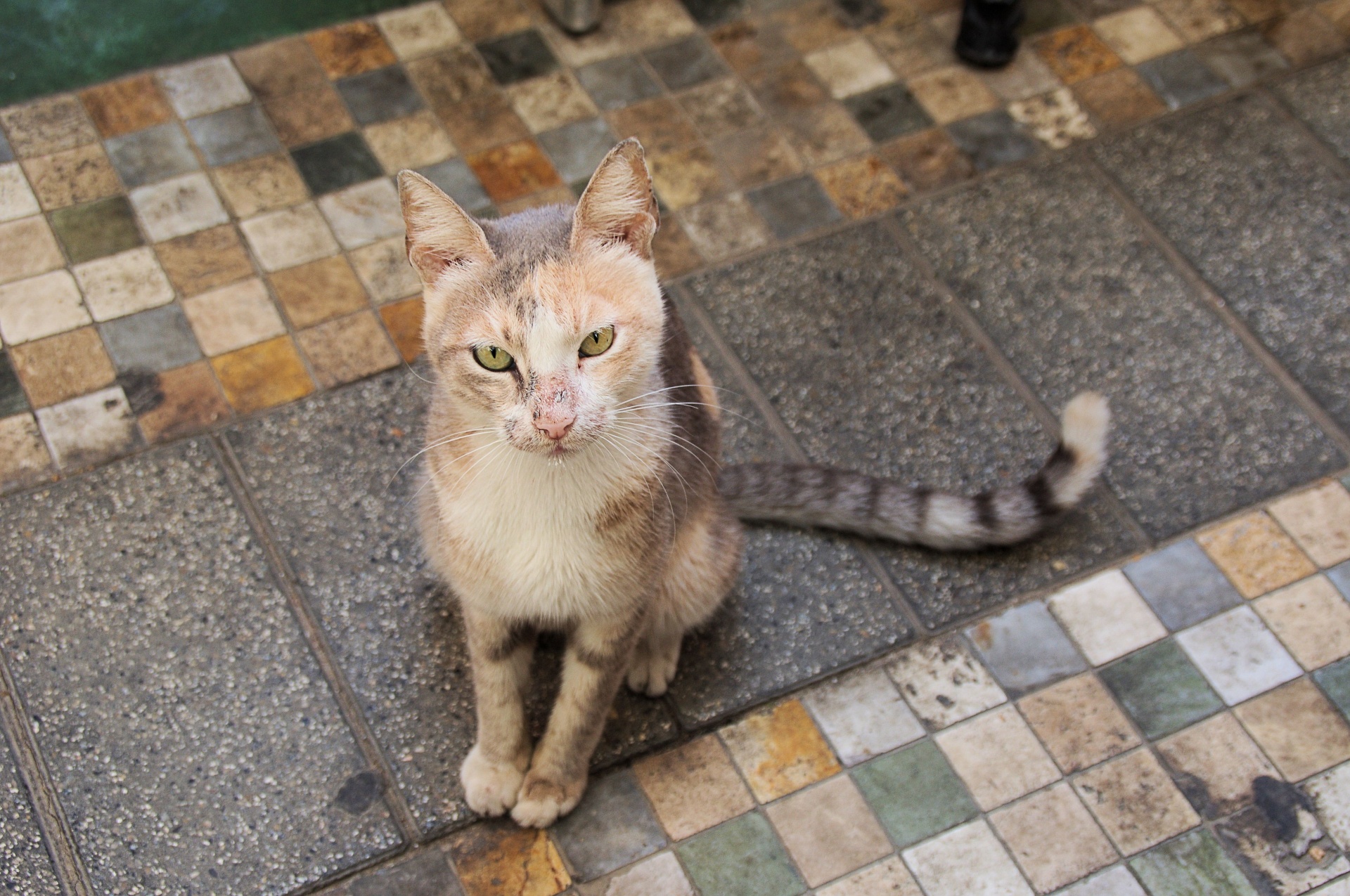 hungry tabby street free photo