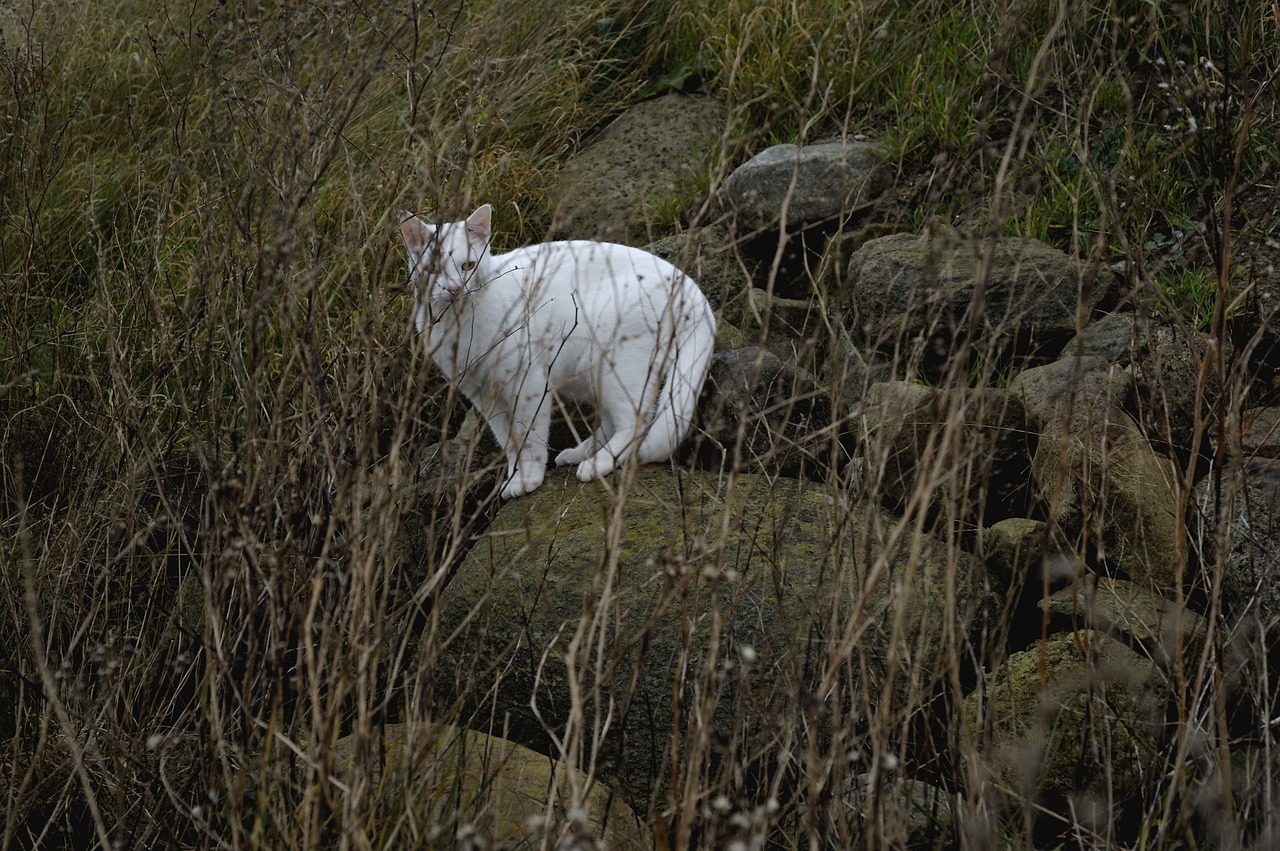 hunter predators white cat free photo