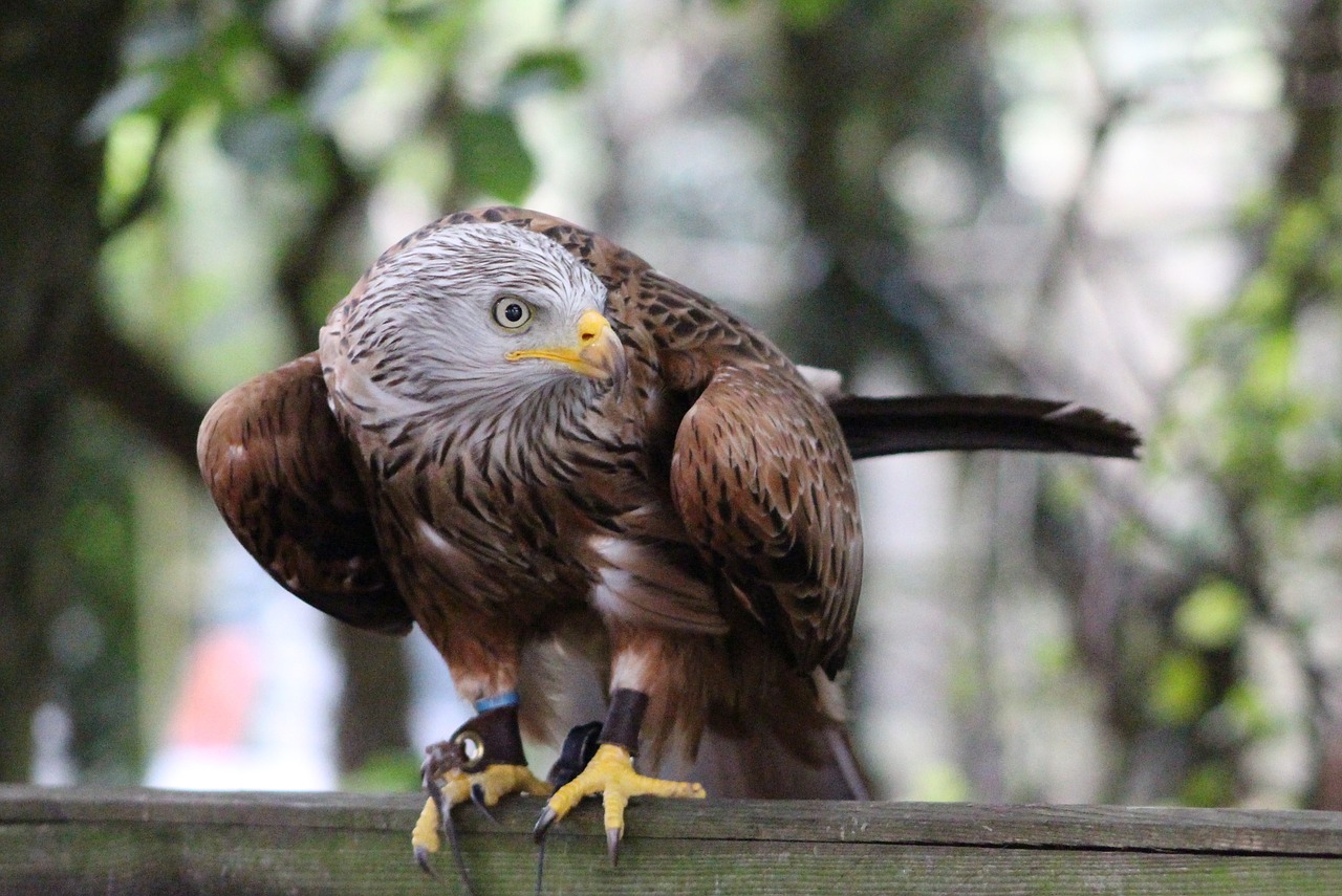 hunter hawk bird free photo