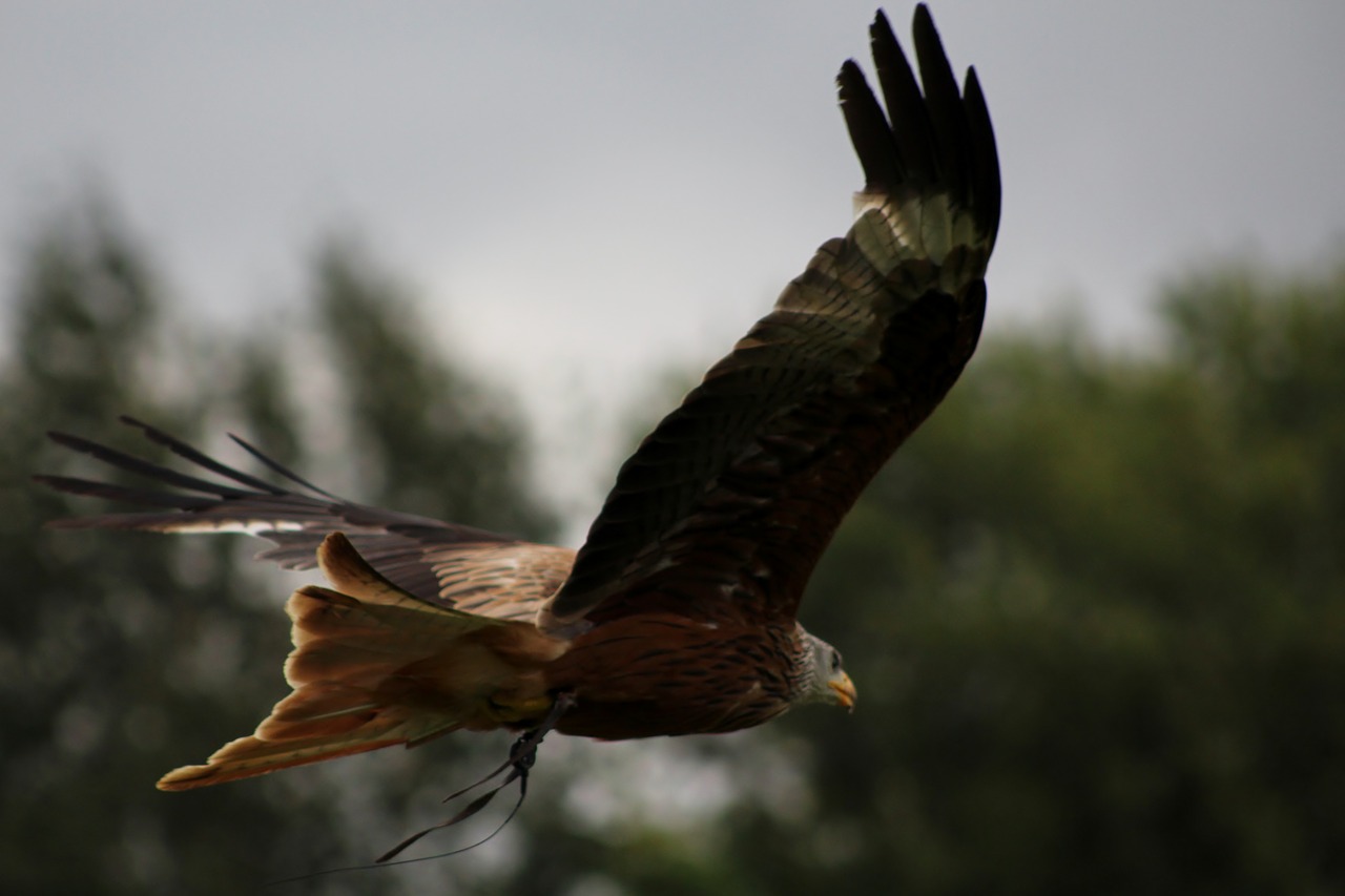 hunter bird wild free photo