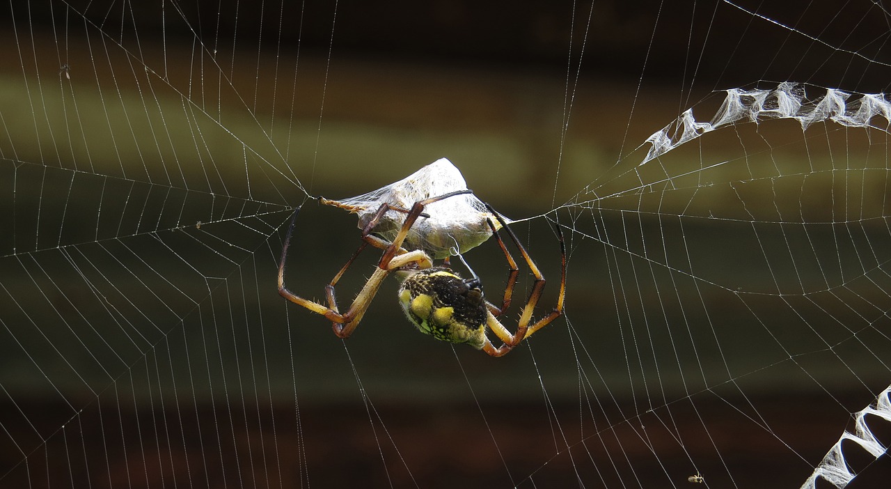 hunter spider macro free photo