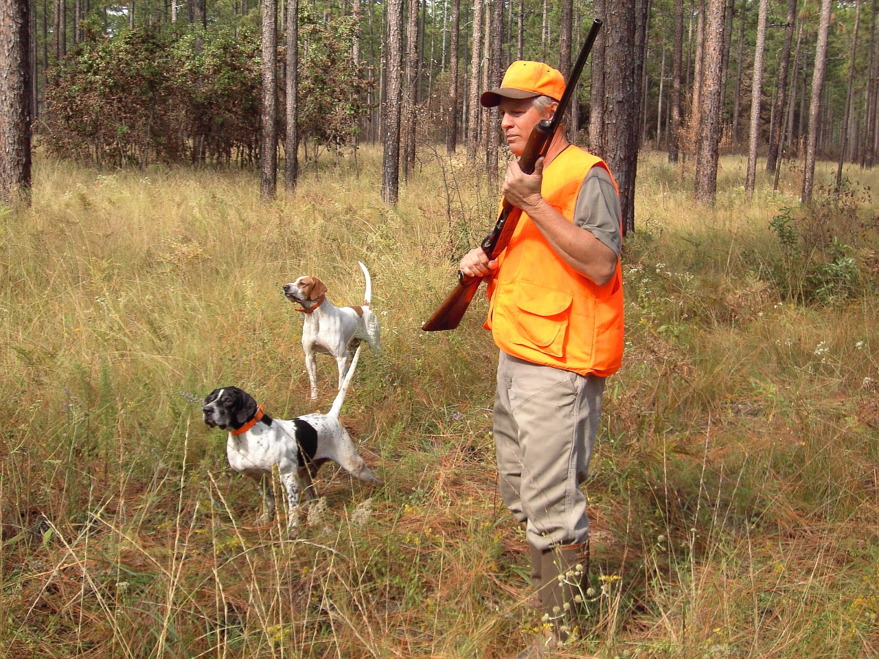 hunter dogs sporting free photo