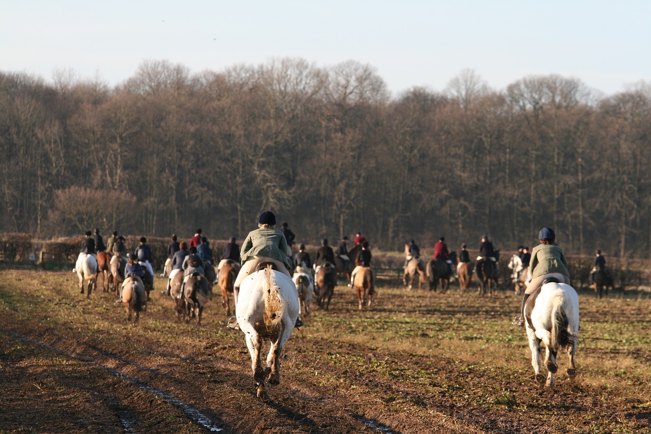 hunting equestrian gallop free photo