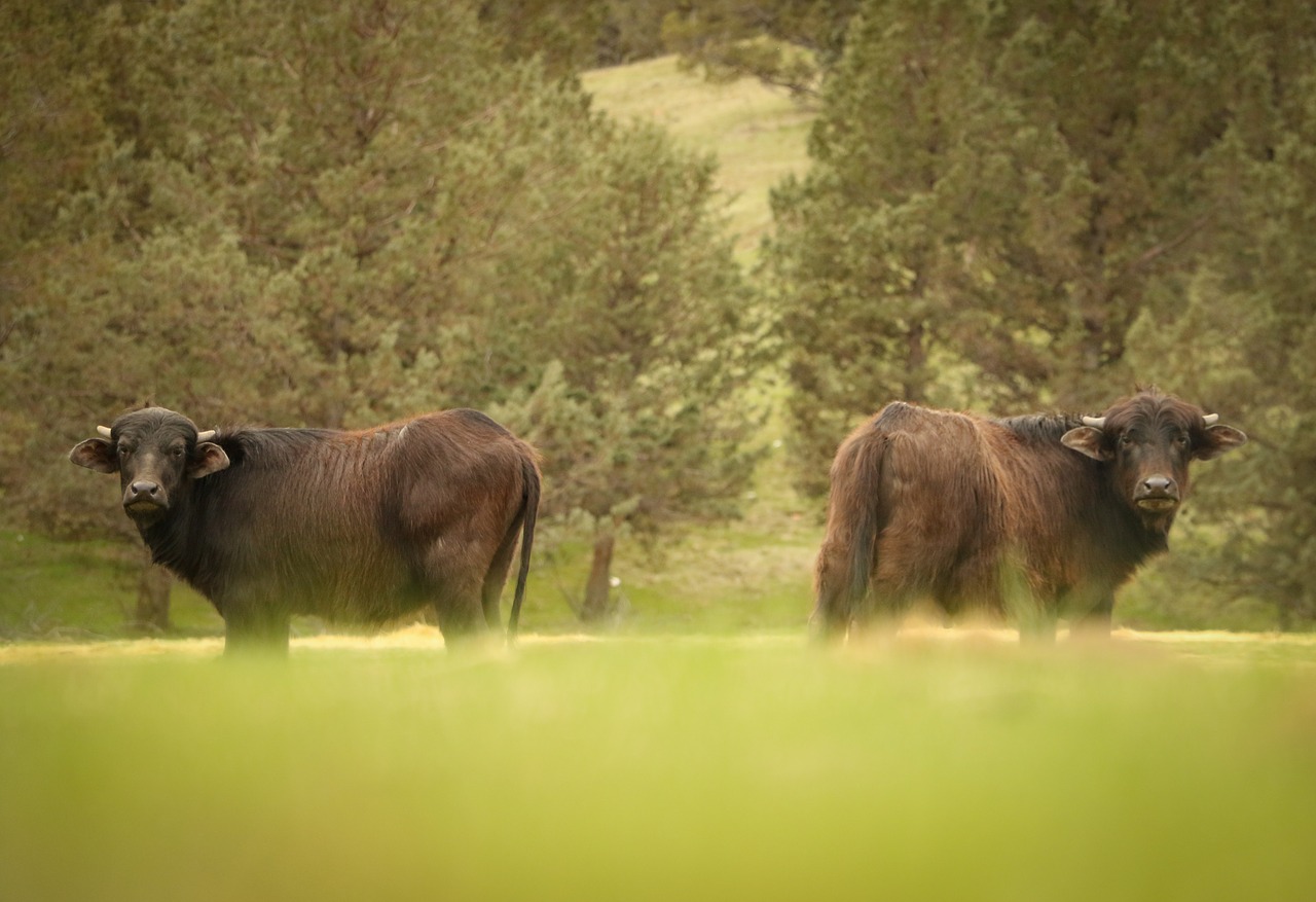 hunting water buffalo free photo