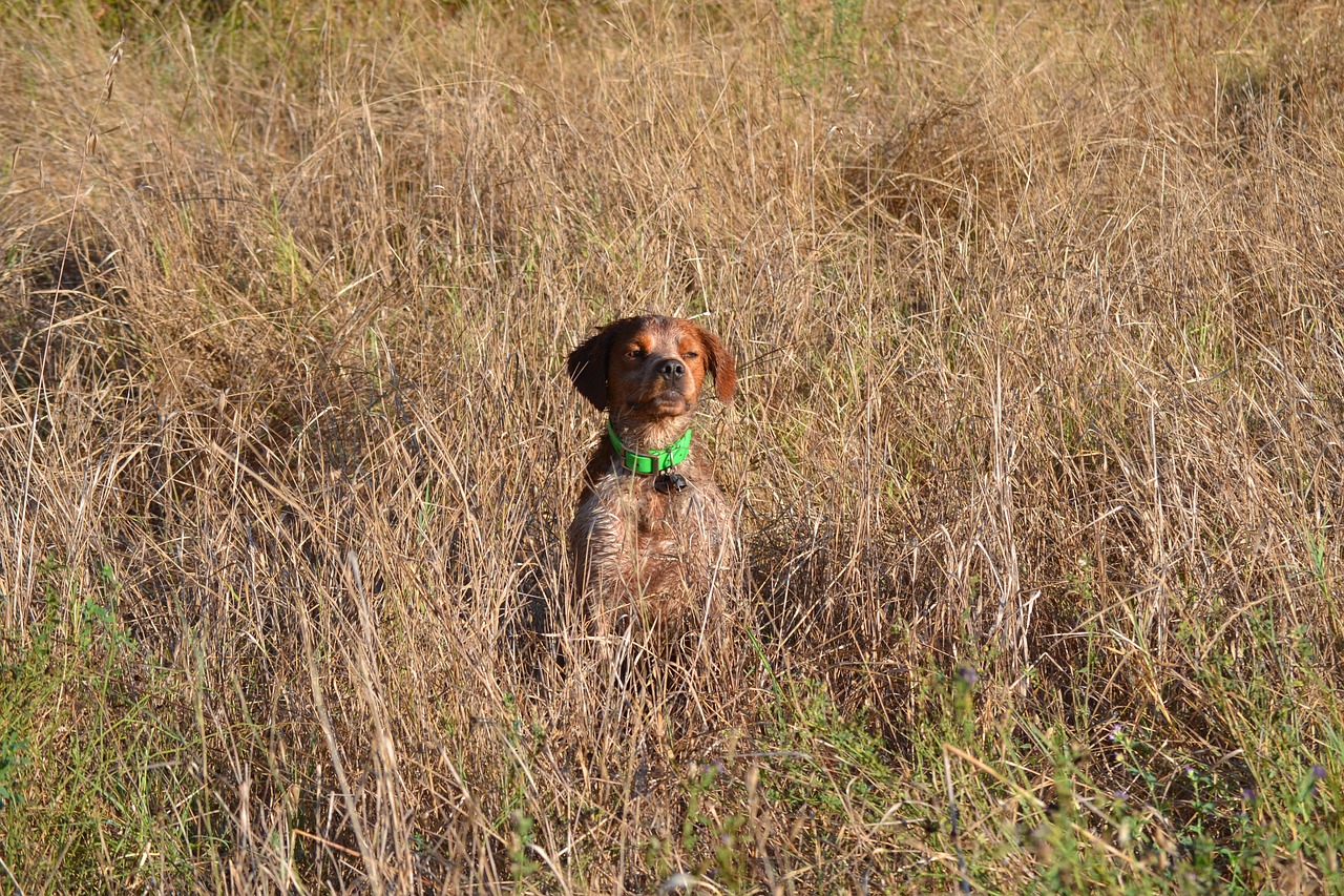 hunting  dog  breton free photo