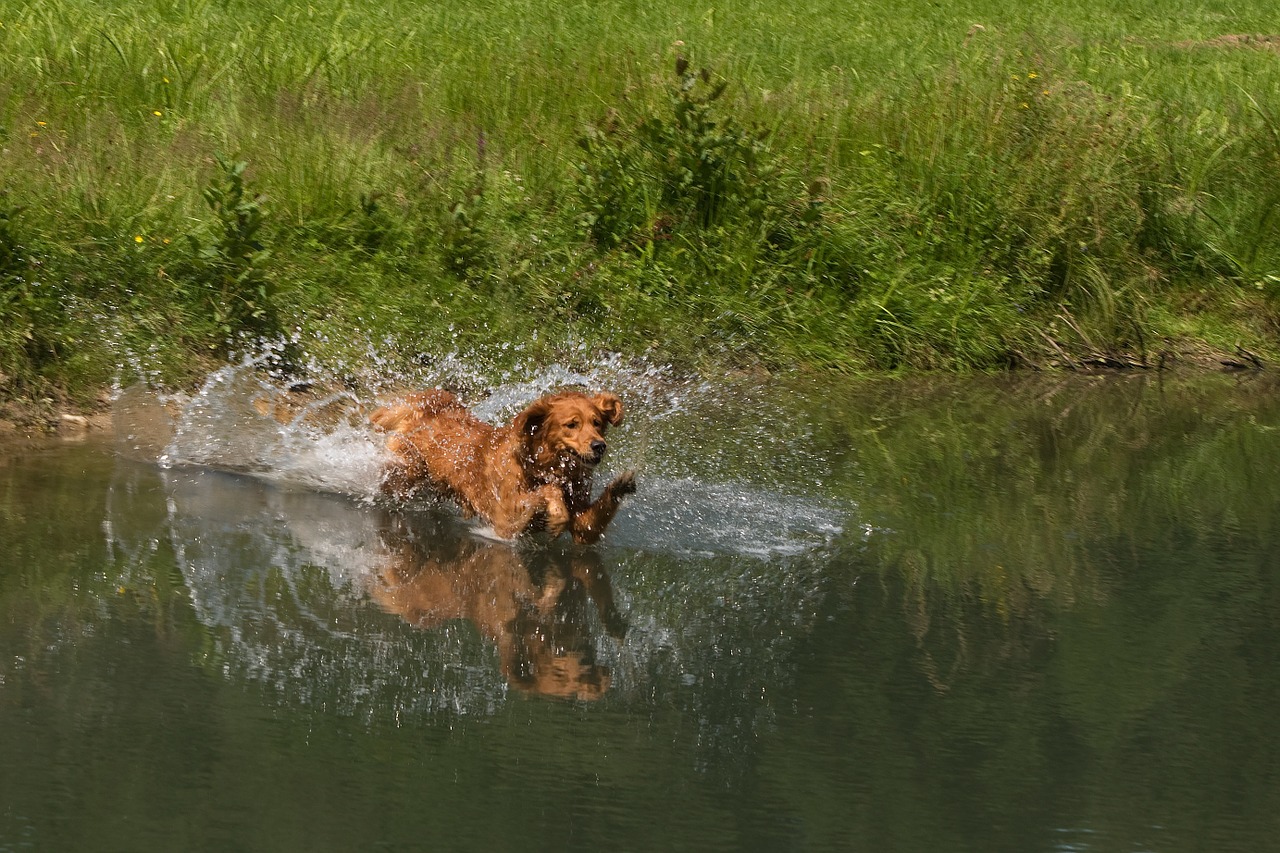 hunting dog dog water free photo